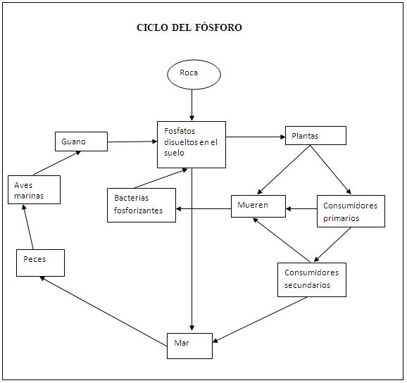 Collection Ciclos Biogeoquimicos Mapa Conceptual Tips Campor 0e6 5140